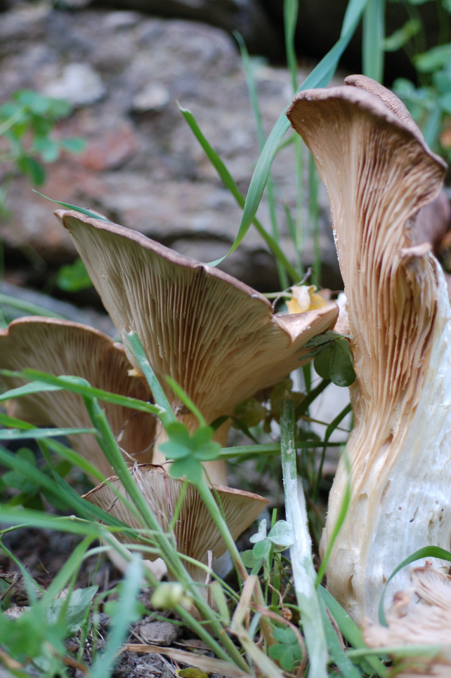 Pleurotus eryngii?